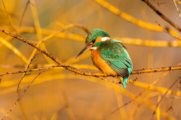 Common Kingfisher on a branch in the morning light
