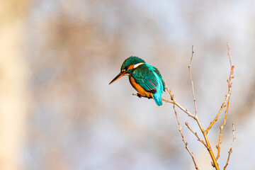 Common Kingfisher on a branch in the morning light