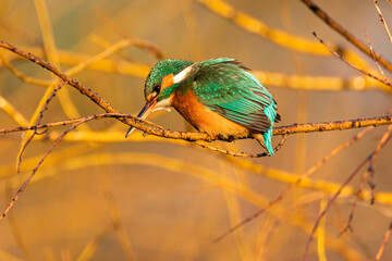 Common Kingfisher on a branch in the morning light