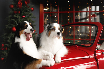 two aussie dogs in christmas decorated studio near by red small car, lights and presents