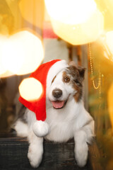 aussi dog in christmas decorated studio in red santa hat with lights