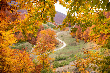 Autumn seasonal landscape with colorful trees and fogliage