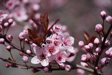 Cherry blossoms 