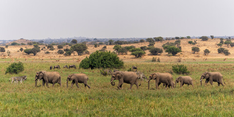 Fototapeta na wymiar An elephant family marching to the marsh area in Mashatu Game Reserve in the Tuli Block in Botswana 