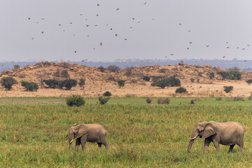An elephant family marching to the marsh area  in Mashatu Game Reserve in the Tuli Block in Botswana    