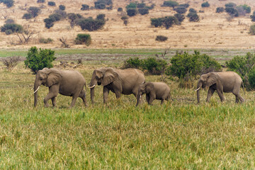 Fototapeta premium An elephant family marching to the marsh area in Mashatu Game Reserve in the Tuli Block in Botswana 