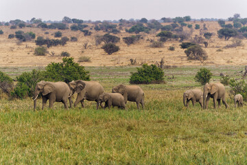An elephant family marching to the marsh area  in Mashatu Game Reserve in the Tuli Block in...