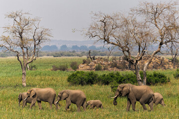 An elephant family marching to the marsh area  in Mashatu Game Reserve in the Tuli Block in Botswana    