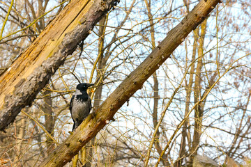 A black crow sits on a tree branch in the spring.