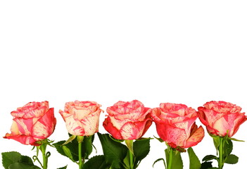 Isolated  rose blossoms in a row, panorama on white background. Pattern made of pink rose flowers. Flat lay, top view, copy space.