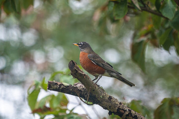 American robin on a tree branch