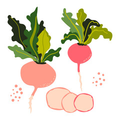 Radish set. Sliced ​​pieces. Healthy vegetable. Vector illustration