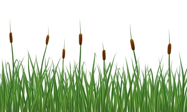 Realistic reeds and rushes isolated on white background. Marsh grass elements for your illustration.
