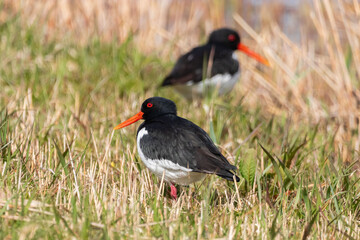 oyster catcher