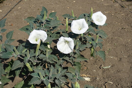 Four white flowers and numerous buds of Datura innoxia in September