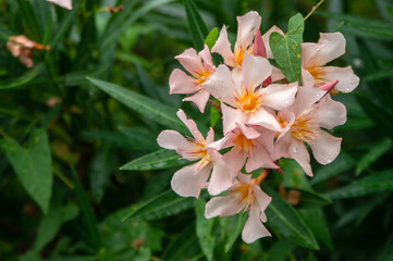 pink flower in the garden