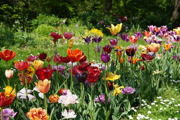 Obraz premium Tulip field