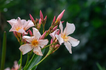 red and yellow flower