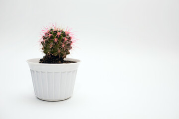 Homemade cactus with red needles in a white pot on a white background. Decorative cactus on a horizontal photo with free space for text