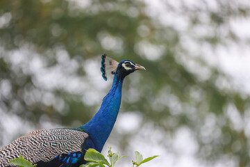 peacock in the park