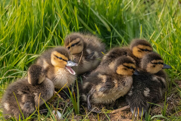 ducklings in the grass
