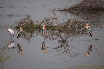 Flock of painted stork in the lake