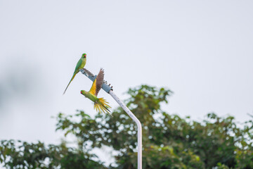 parrot standing in a post