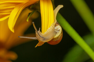 snail on a leaf