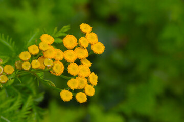 Yellow flowering tansy. Useful field plants used in medicine.