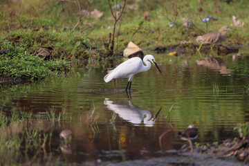 egret with it's reflection in water