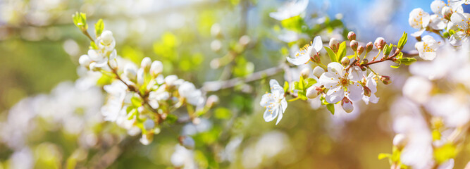 Spring background, banner - flowers of plum tree, selective focus, close up with space for text