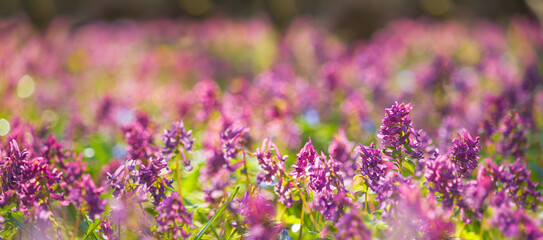 Dense carpet of pink flowering plants of Corydalis cava on spring forest floor. Selective focus, banner