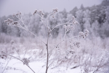 Winter overcast landscape with snow-covered trees. Poor visibility due to a blizzard. Focus on the foreground, on the burdock in the frost.