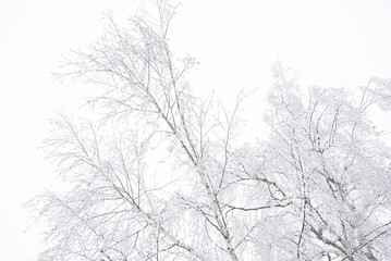 Fototapeta na wymiar Birch branches against a cloudy cloudy sky. Winter monochrome landscape.