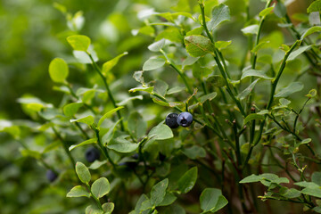 Blueberry plant with blueberry fruit in nature in european wild forest. Summer uncultivated forest fruit - vaccinium myrtillus.