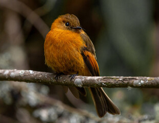 bird of the Colombian Andes

