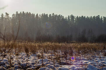 morning in the forest