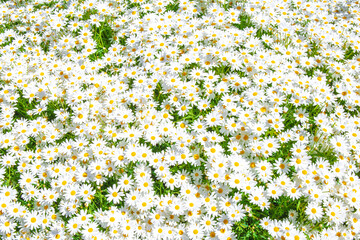 Beautiful daisy white flower field in the garden park.