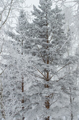snow covered trees