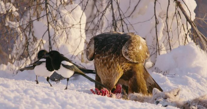 Large golden eagle eats on a dead fox in the mountains at winter