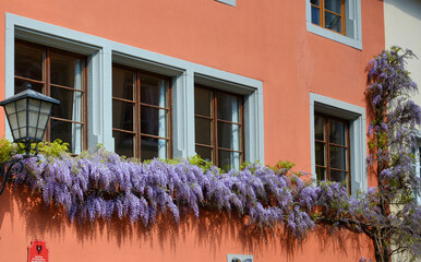 Glyzinie an einer Hausfassade © Peter Allgaier