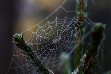 spider web with dew drops