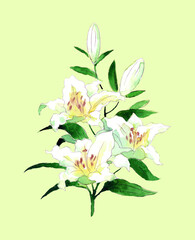 White vintage hand drawn watercolor lily on green background Christian symbol of purity
