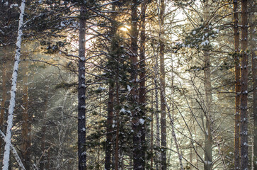 Obraz premium trees in the forest