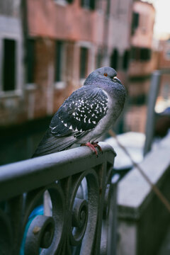 Pausierende Taube in Venedig