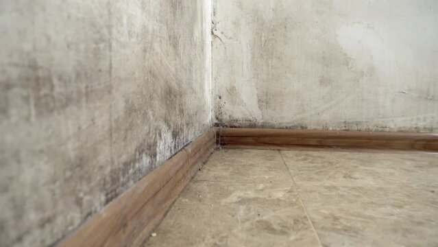 A black fungus in the form of mold grows and spreads on a white wall in a living room in an apartment. Poorly ventilated or unventilated room. It's dangerous to live. Harmful to breathing. Asthma.