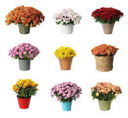 Set with chrysanthemum flowers in pots on white background