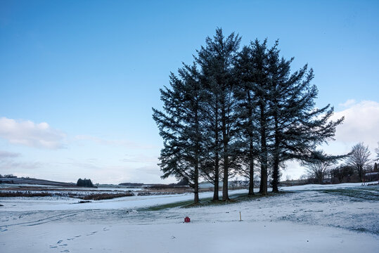 Trees in the snow on golf course in Scotland, 