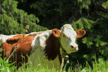 Vache Montbéliarde en estive