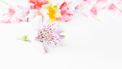 Floral arrangement of multicolored alstroemeria flowers on a white background. High quality photo